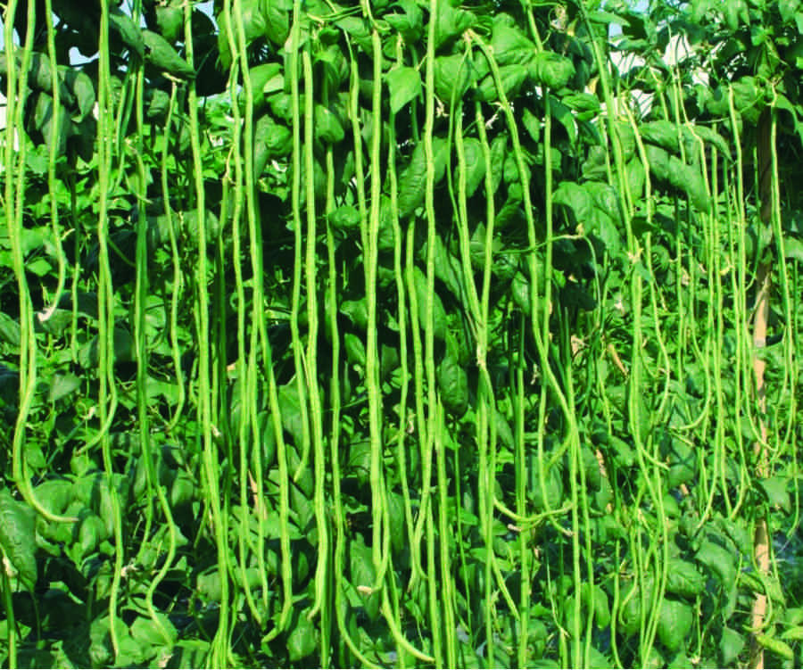 Godavari (Yard Long Beans)